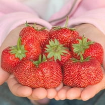 Jewel Stawberry Dormant Bare Root Fruit Plants, 25-Pack