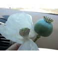 thumbnail image 5 of 250 PERSIAN WHITE POPPY Papaver Somniferum Flower Seeds, 5 of 5