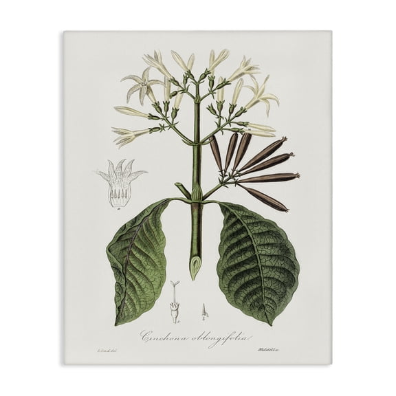 Stupell Industries Shabby Chic Vintage Flora Study Canvas Art, 16 x 20, by CAD Designs