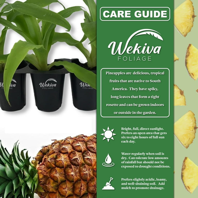 Florida Special Pineapple Plant - 1 Live Starter Plant - Ananas Comosus -  Edible and Fruit Bearing for Patio and Garden - Walmart.com