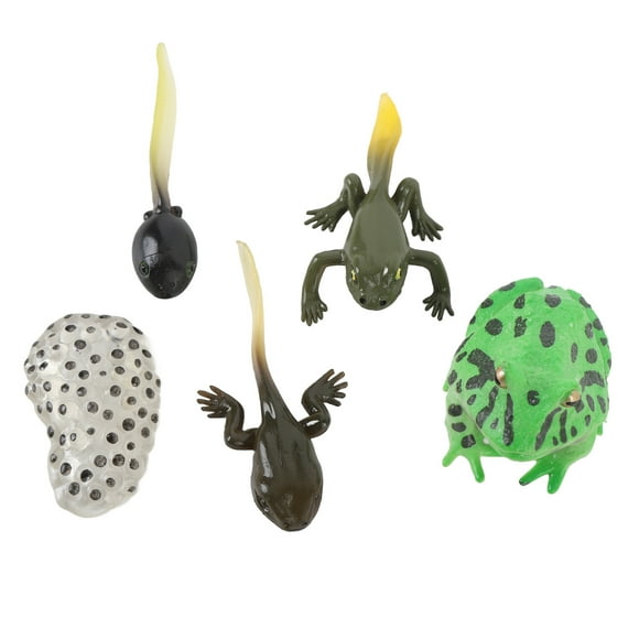 Tadpole Growth Cycle, 5 Pcs Detailed PVC Tadpole Life Cycle Model Set for Home Office Party Decoration