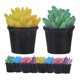 thumbnail image 4 of 10 Uds Mini casa Cactus suculento plantas pequeñas modelo pequeñas suculentas en maceta, 4 of 6