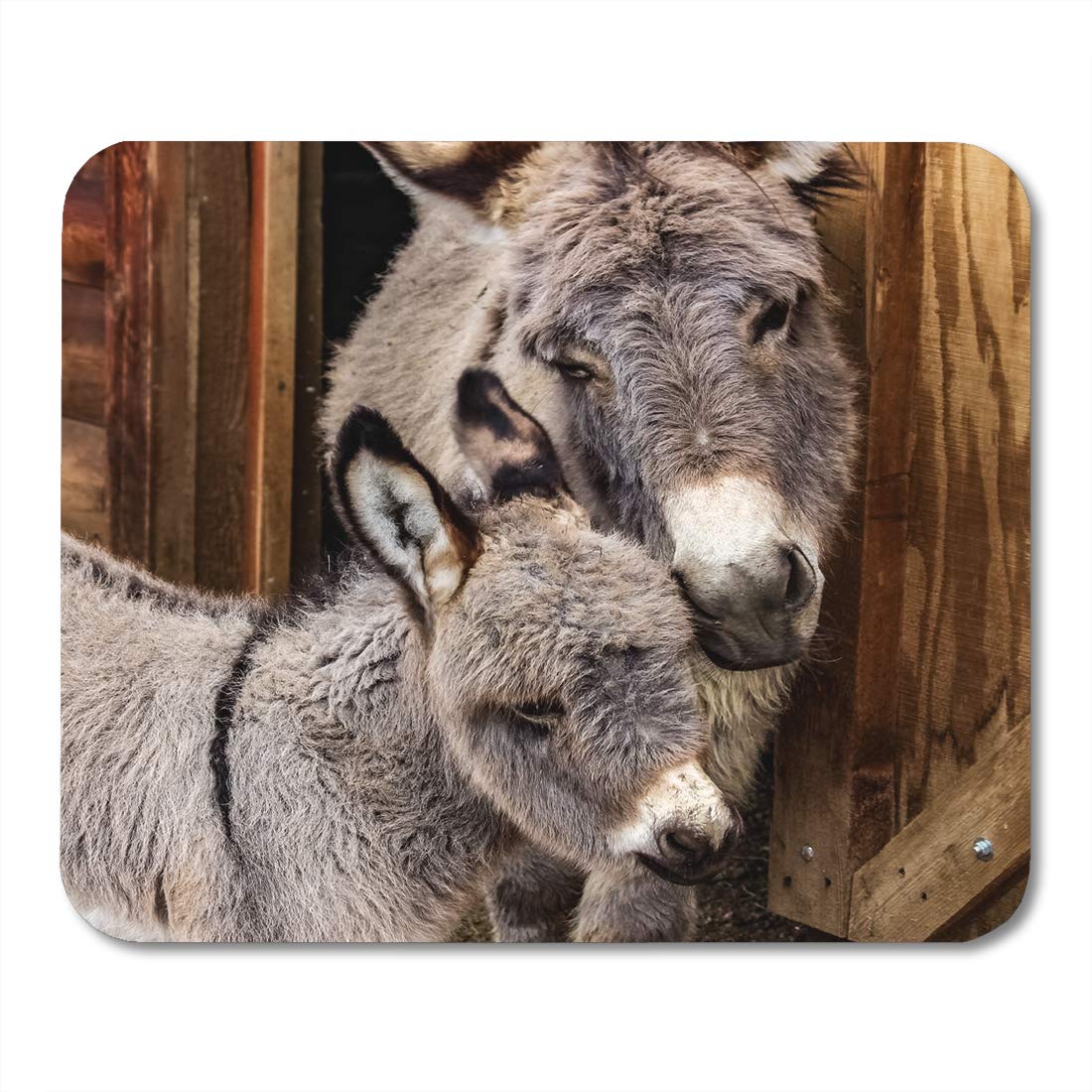 SIDONKU Young Mother and Her Baby Adorable Closeup of Miniature Donkey ...