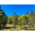 thumbnail image 2 of Tenoever, William 18x15 Black Ornate Wood Framed with Double Matting Museum Art Print Titled - AspensInTheFall20, 2 of 4
