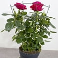 thumbnail image 3 of LHXC  Garden Trellis Indoor Plant Trellis Flower Trellis Plant Support Plant Climbing Stand, 3 of 5