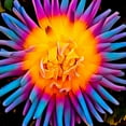thumbnail image 3 of Bannon, Heidi 12x12 Black Modern Framed Museum Art Print Titled - Orange Bloom Pop, 3 of 5