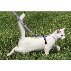 come with me cat harness