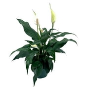 Peace Lily, 4 inch, Spathiphyllum Wallisii, White Sails, Spathe Flower
