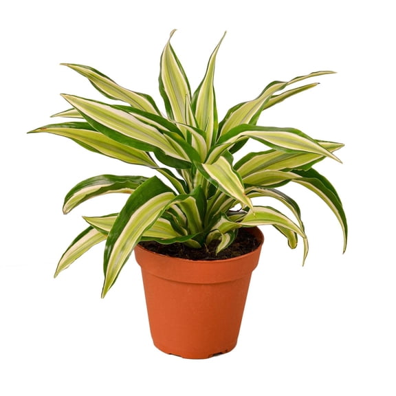 Dracaena 'Malaika', 4" Pot, Indoor Houseplant, Easy Care, Live Plant for Indoor & Outdoor