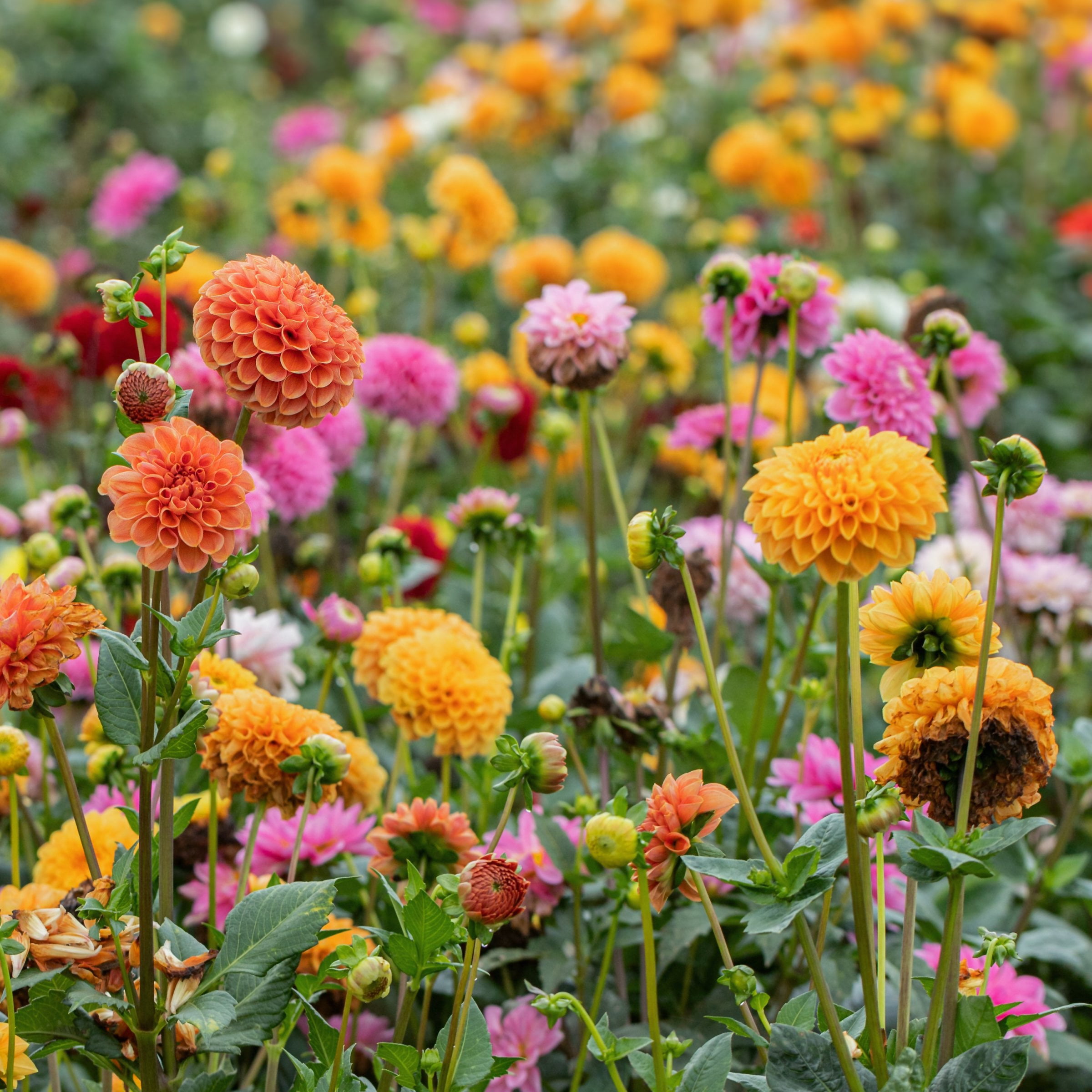 National Plant Network Dahlia Ball Mixed Bulbs (5-Pack)