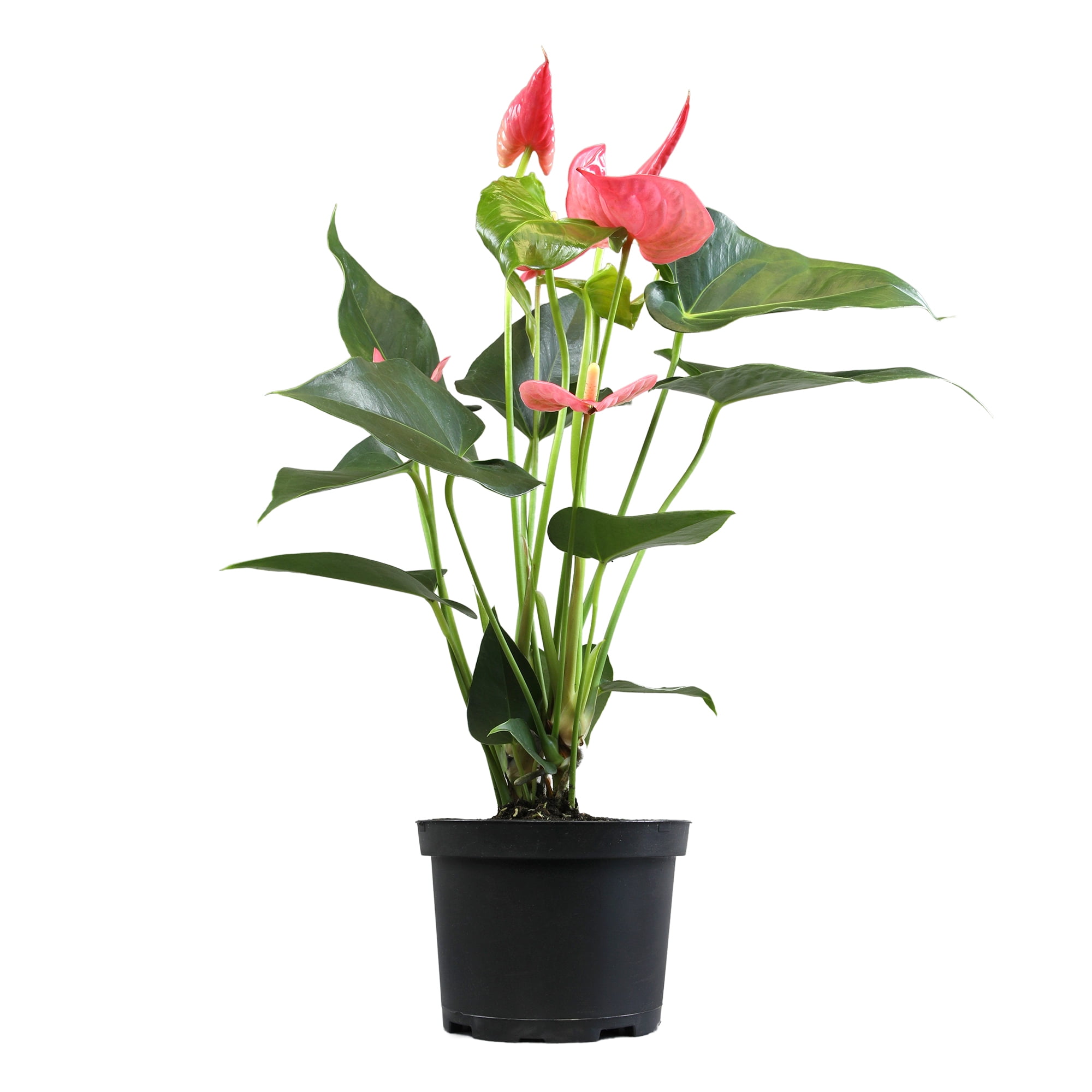 Altman Plants Pink Anthurium, 14-18" Tall Flamingo Flower, Air Purifying Easy Houseplant