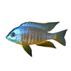 Makonde Yellow Black Fin Cichlid Unsexed, Live Fish 5-6inch