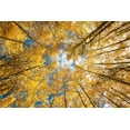 thumbnail image 2 of SMO 32x23 Gold Ornate Wood Framed with Double Matting Museum Art Print Titled - Looking up into yellow Aspen trees in the Colorado Rocky Mountains, 2 of 4