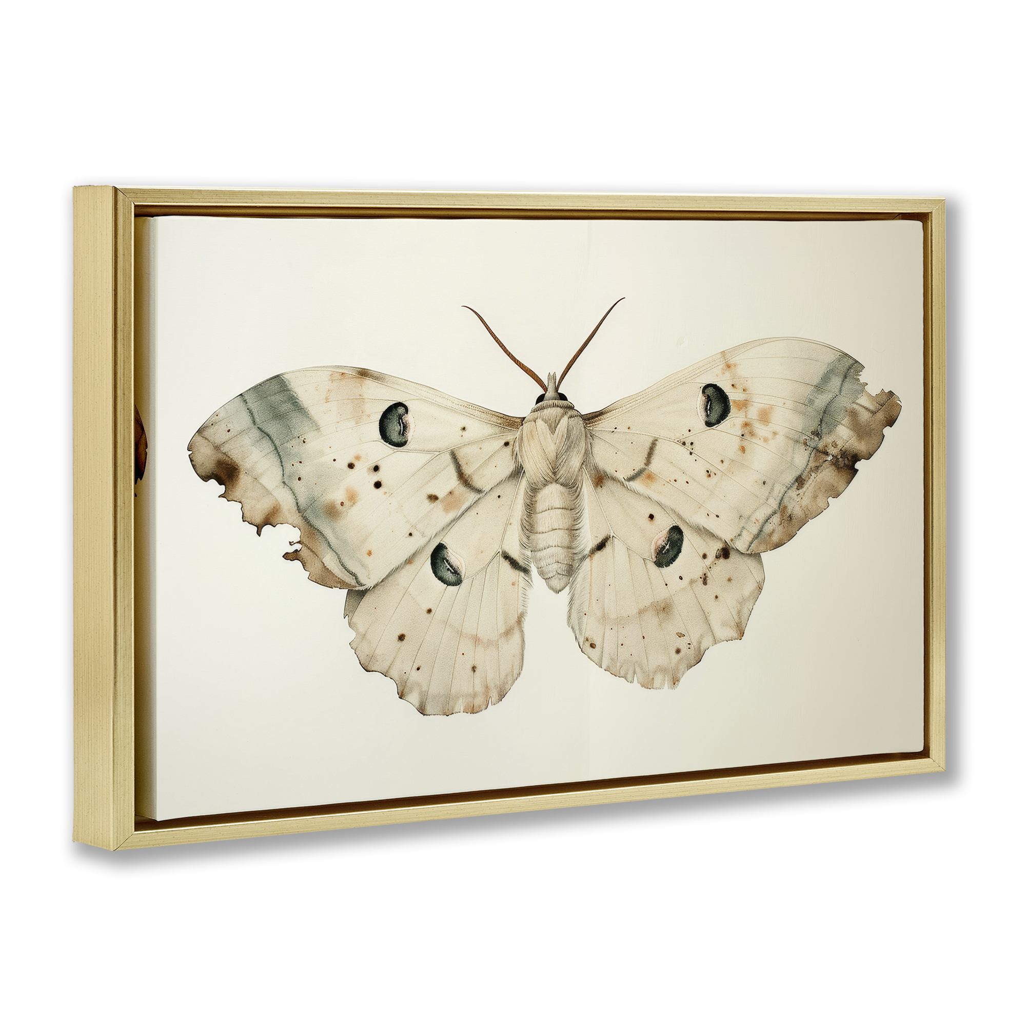 Stupell Industries Vintage Beige Moth Animals Painting Gold Floater Framed Canvas Art Print Wall Art, 31 x 21