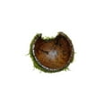 Java Moss on Coconut Shell Live Plants Aquarium Decoration Tank Nature