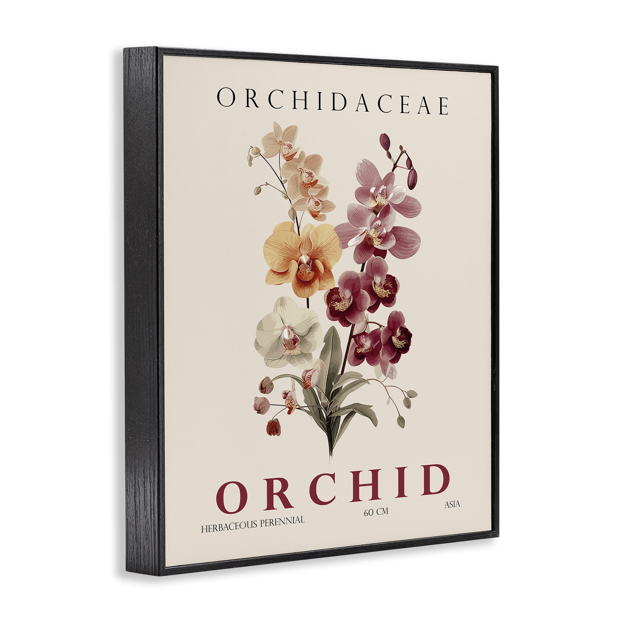 Stupell Industries Natural Orchid Bundle Black Framed Giclee Art, design by Christopher Giampietro