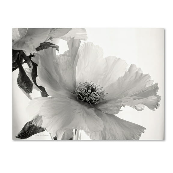 Trademark Fine Art 'Translucent Peony VIBW' Canvas Art by Debra Van Swearingen