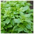 thumbnail image 1 of Everwilde Farms - 1 lb Organic Spicy Globe Basil Herb Seeds - Gold Vault Bulk Seed Packet, 1 of 3
