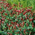 Outsidepride Crimson Clover Seed NitroCoated, Inoculated 1/4 LB