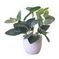 thumbnail image 3 of pitrice Artificial Potted Plant Leaf Simulation Leaves Home Office Desktop Greenery Decoration, Plant Type 19, 3 of 7