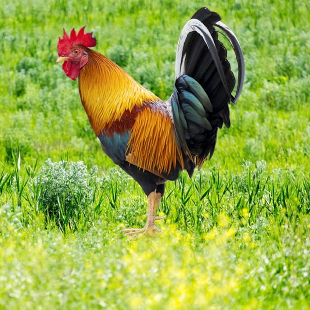 Estacas de estatua de animales de pollo perfecl adornos de pollo acrílicos realistas decoración de pollo al aire Estilo B