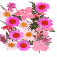 thumbnail image 1 of segolike 25PCS Natural Real Pressed Dried Flowers for Handmade Bookmarks, , Album Decor, D, 1 of 5