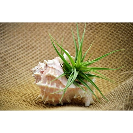 9GreenBox - Air Plant - 3'' Pink Murex Shell Kit (Plants Best For Cleaning Air)