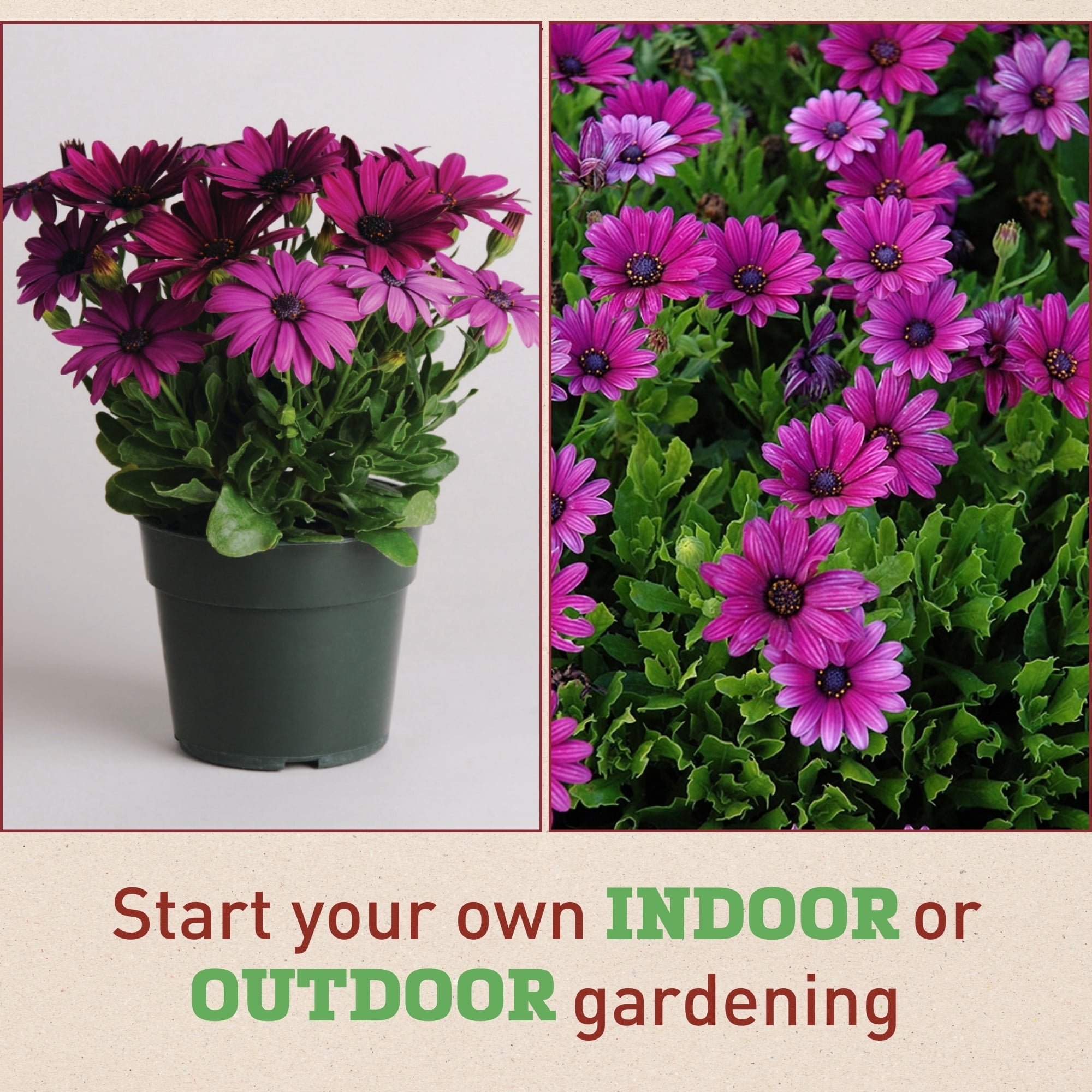 Harris Seeds - Osteospermum Akila Purple F1 Seeds - Flower Planting - 50 Seeds