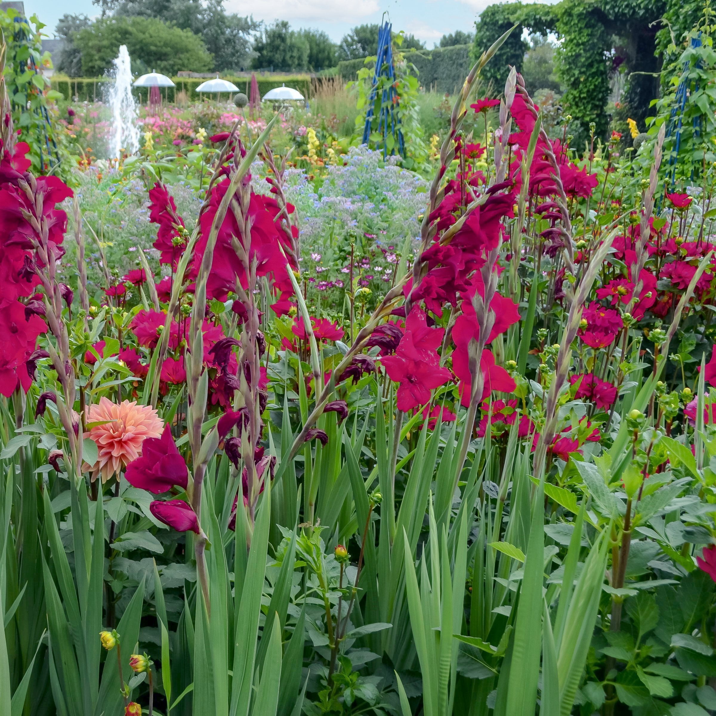 National Plant Network Gladioli Mahler Bulbs (20-Pack)