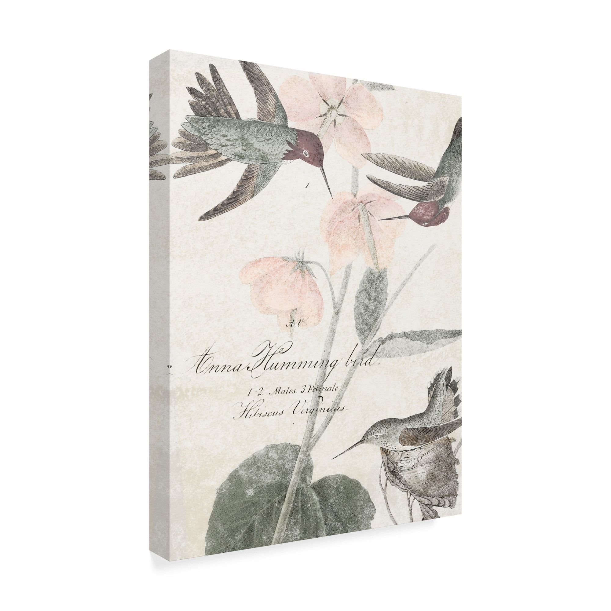 Trademark Fine Art 'Soft Hummingbirds I' Canvas Art by Studio W