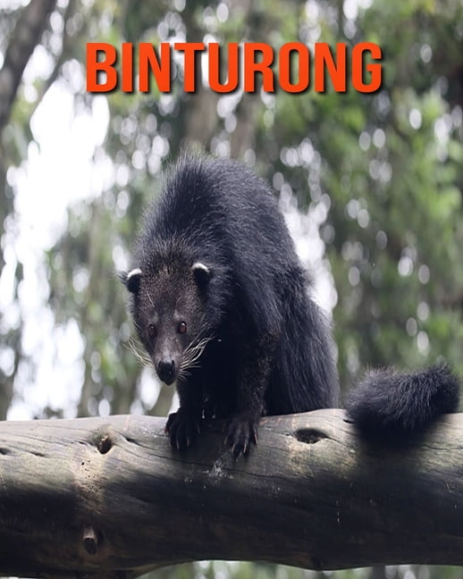 Binturong : Incredible Pictures And Fun Facts About Binturong ...