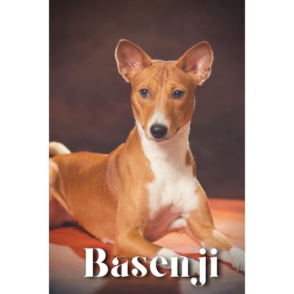 Basenji : Dog breed overview and guide (Paperback)