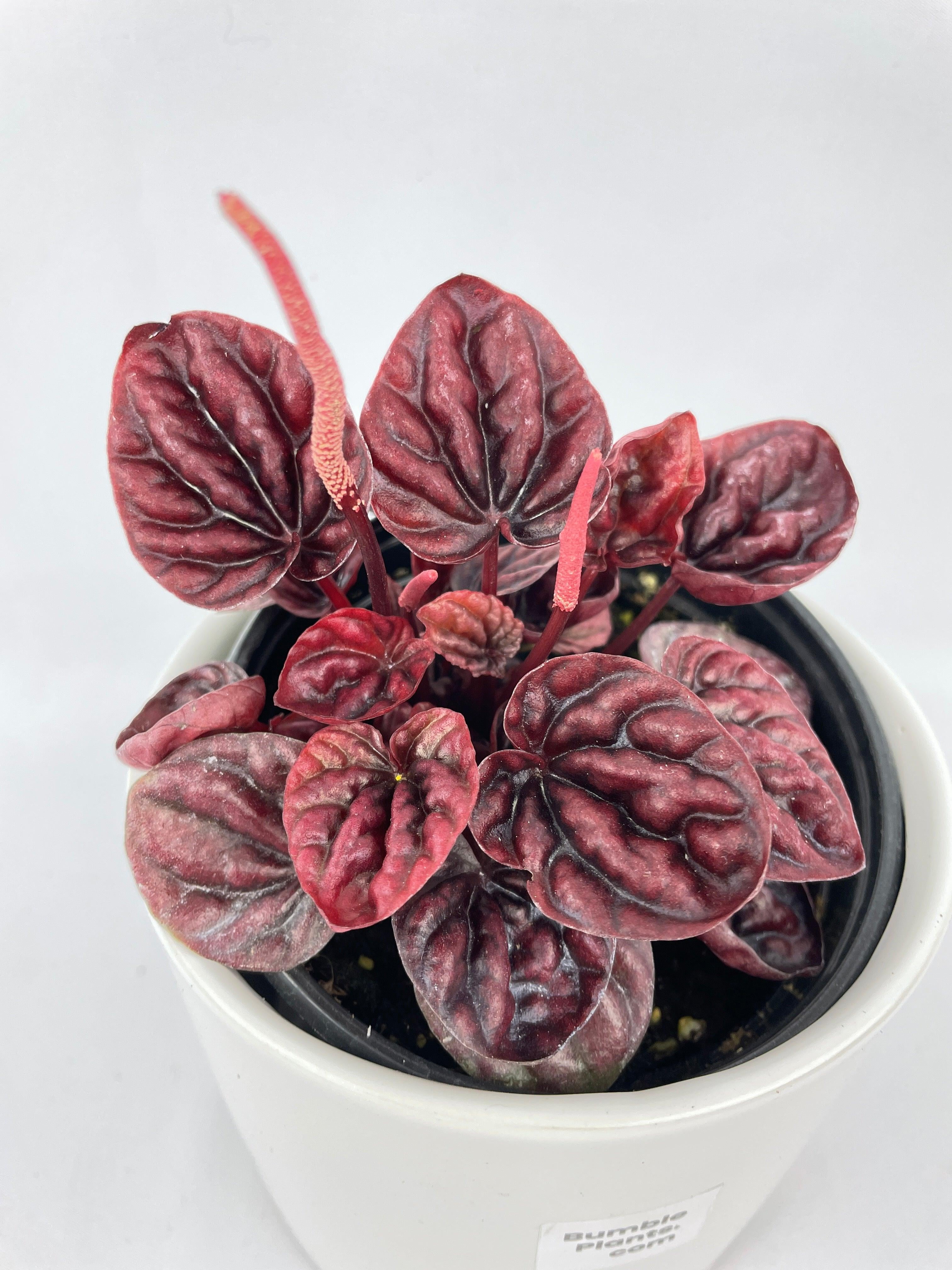 Peperomia Caperata 'Schumi Ripple Red' - Live Air-Purifying Indoor Plant in Nursery Pot – Easy Care, Low Maintenance Houseplant for Home & Office Decor, Natural Air Cleaner, Best for Beginners (6"Pot)