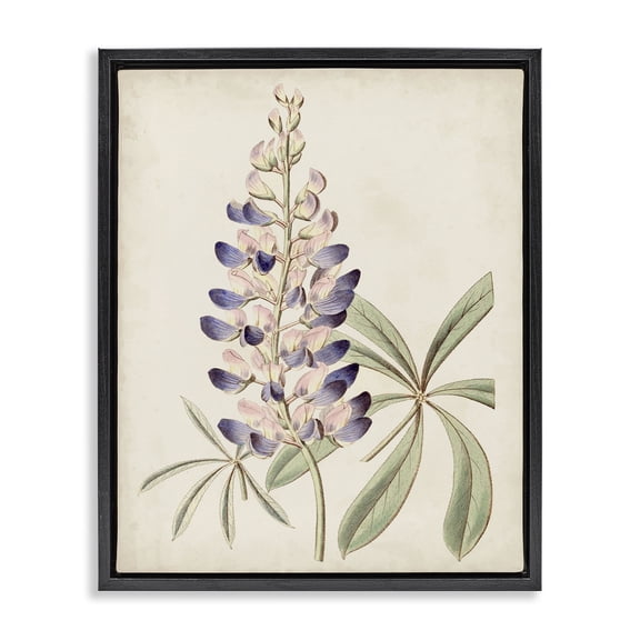 Stupell Industries Victorian Vintage Lupin Plant Black Floating Frame Canvas Art, 17 x 21, by Ridgeway