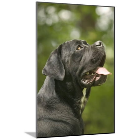 Cane Corso Italian Mastiff Side View Of Head Wood Mounted