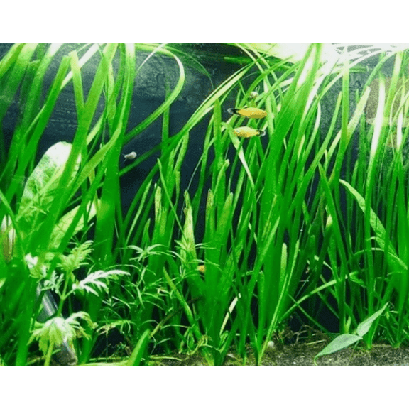 6 Vallisneria (Jungle Val) Bunch – Live Freshwater Aquarium Plants for Fish Tanks