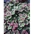 thumbnail image 2 of RedCrocus 4 Luck Red Stripe Clover &ndash; Variegated Ground Cover, Border Plant, Pollinator Attractor, Deer Resistant, Container & Garden Use  4.5" Pot (Pack of 5), 2 of 14