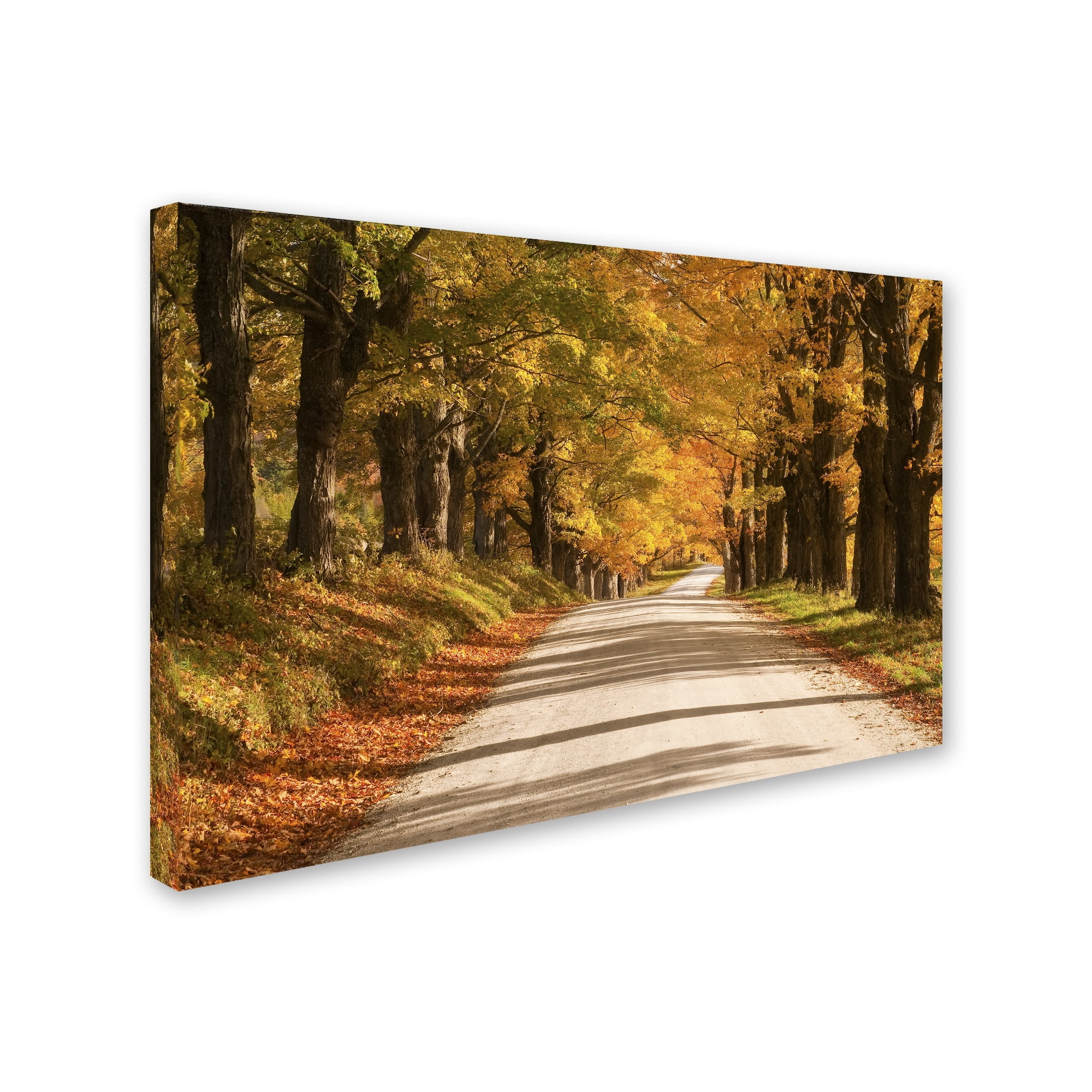 Trademark Fine Art 'Maple Canopy' Canvas Art by Michael Blanchette Photography