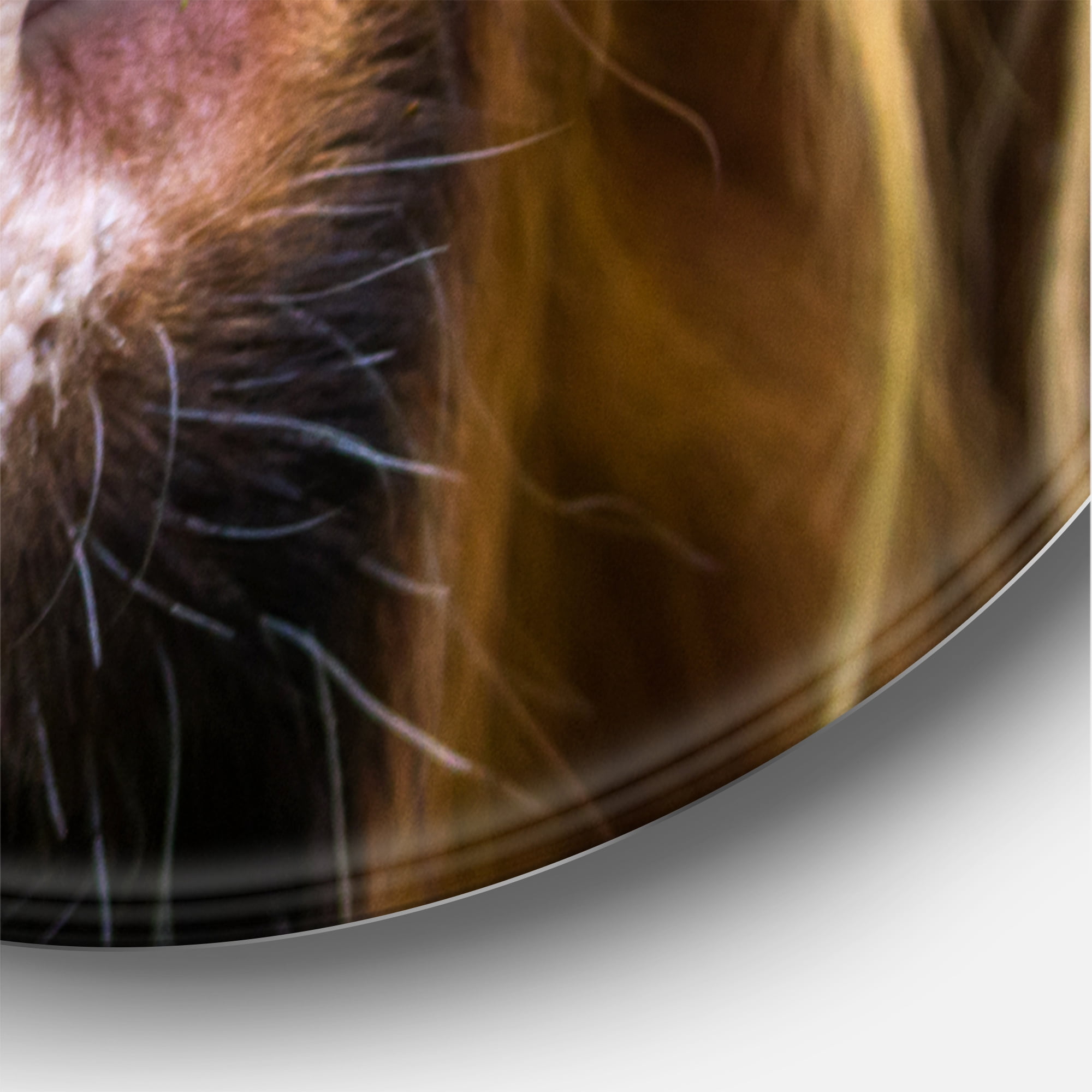 Designart 'Close-Up Highland Cattle' Farmhouse Circle Metal Wall Art 29x29 - Disc of 29