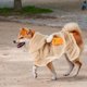 thumbnail image 4 of unbranded Abrigo Térmico Para Perros Con Materiales Suaves Y Fácil Limpieza Para El, 4 of 6
