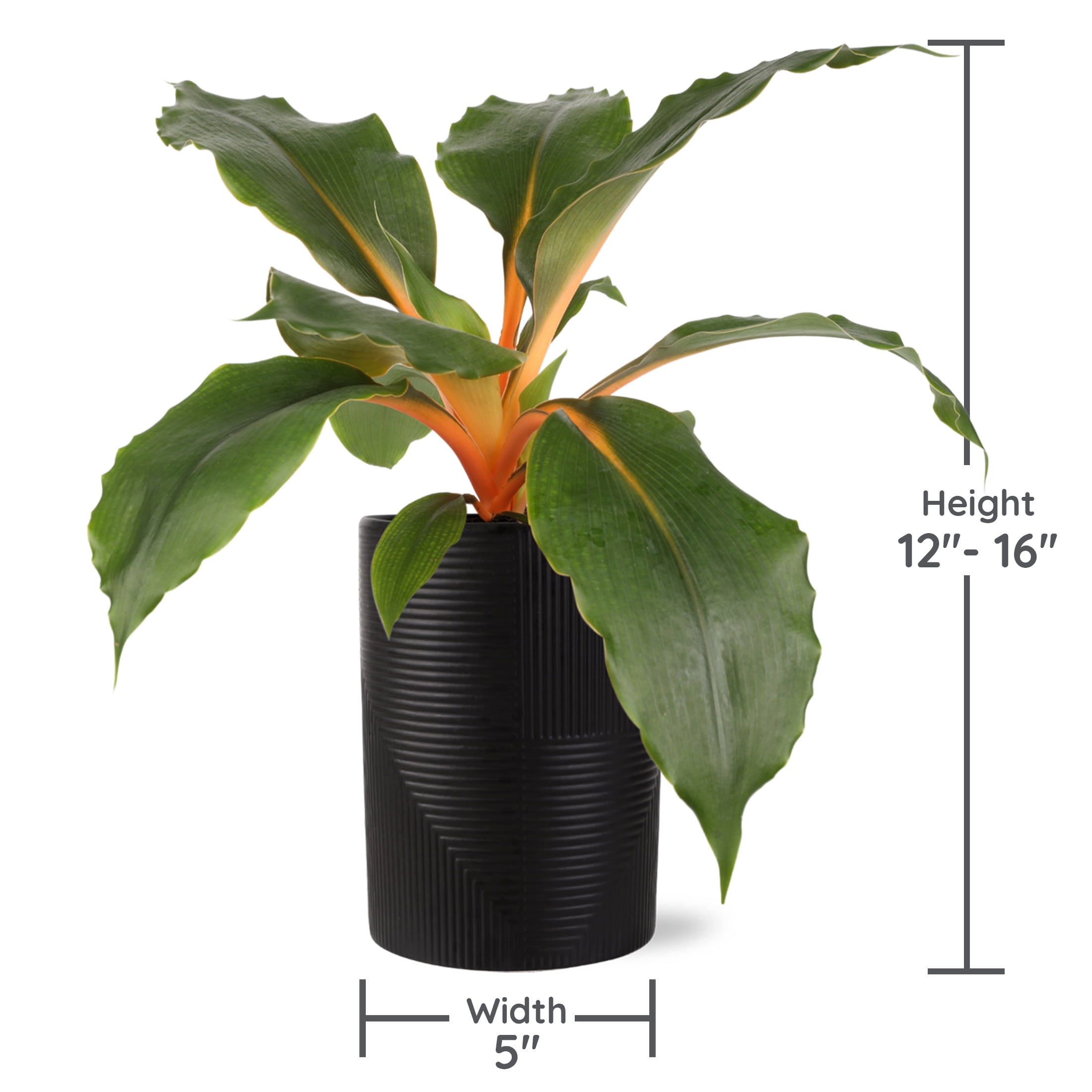 Wild Interiors Orange Spider Plant in Sleek Black Pot – 5in Bold Accent