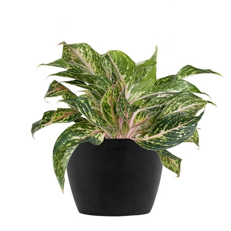 United Nursery Live Aglaonema Sparkling Sara Houseplant 12-14in Tall in 6-inch Premium Ecopot Dark Gray