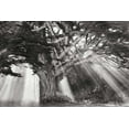 thumbnail image 2 of Vitaly Geyman 44x31 Gallery Wrapped Canvas Wall Art Titled - Moses Tree BandW, 2 of 4