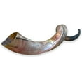 thumbnail image 2 of Certified Kosher Polished Kudu Horn Yemenite Shofar - Perfect for Rosh Hashanah and Jewish High Holidays - Handmade in Israel - Natural Colors - 20"-22", 2 of 5