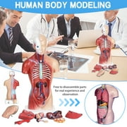 MIARHB 4D Anatomical Assembly Model Of Human Organs Model Toy Torso System Structure