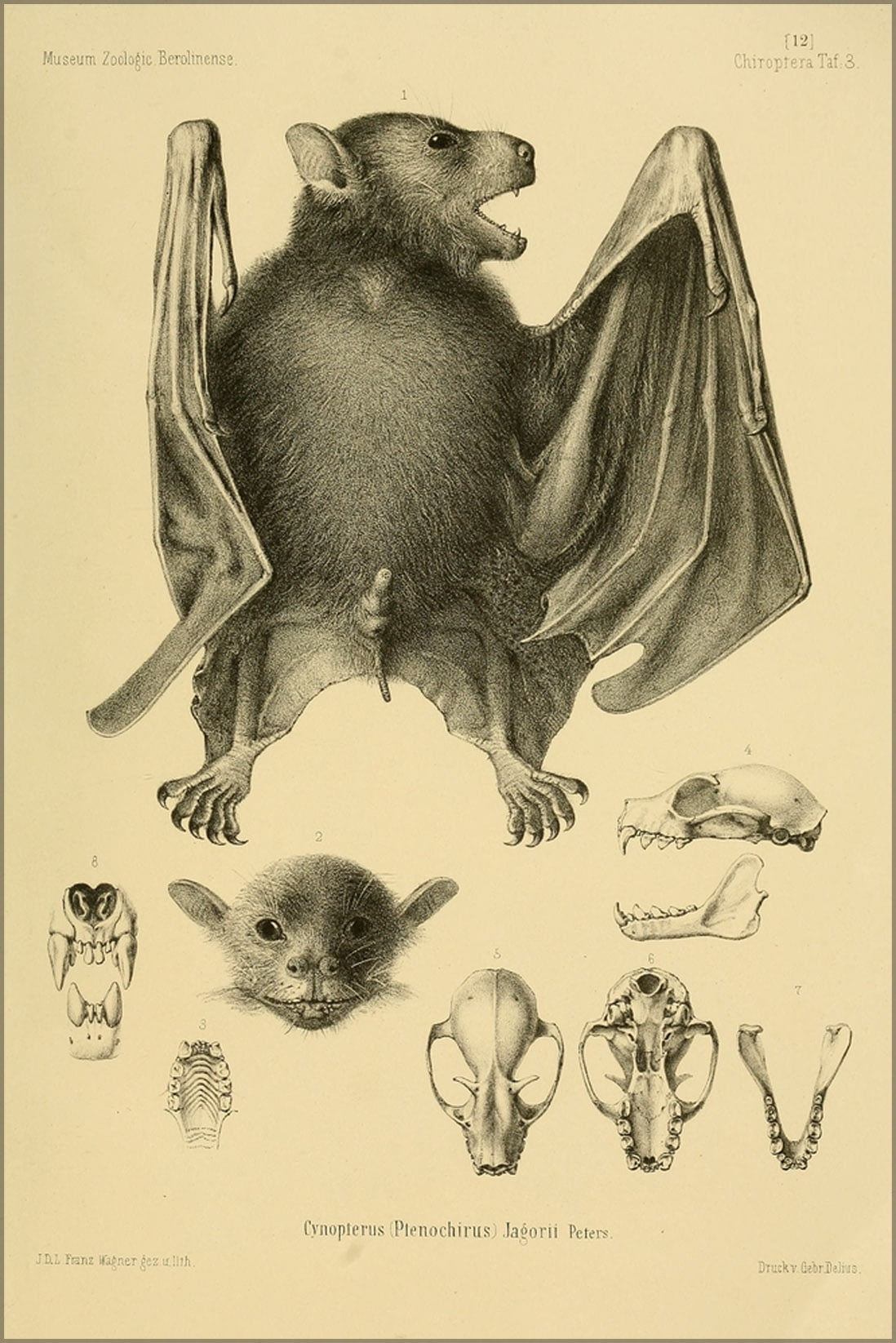 24"x36" Gallery Poster, The Greater Musky Fruit Bat (Ptenochirus jagori