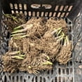 thumbnail image 2 of Hosta-For Fall Planting- Garden Elegance Decoration - Premium Garden Stakes Perfect for Borders, 2 of 4