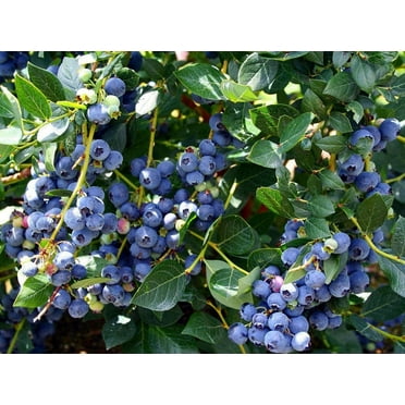 Top Hat Dwarf Blueberry Plant - Bonsai/Patio/Outdoors - 2.5" Pot