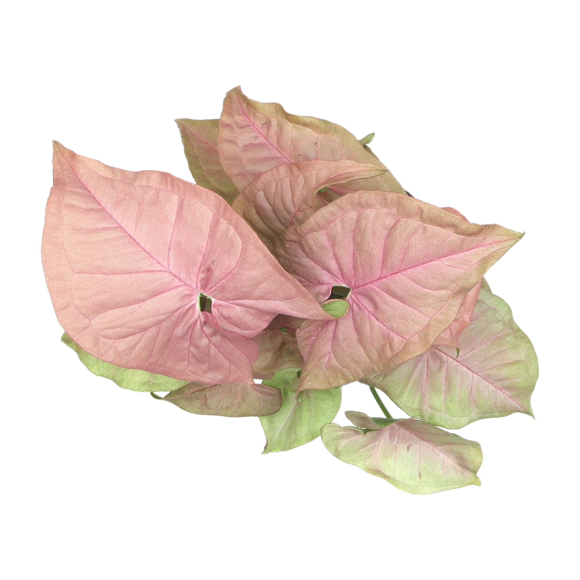 Syngonium Neon Robusta | Houseplant Vine | 4.25in. Decor Pot; Indirect Light | Element by Altman Plants