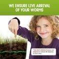 thumbnail image 3 of Kit de granja de lombrices Nature Gift Store con lombrices vivas y libro, 3 of 7